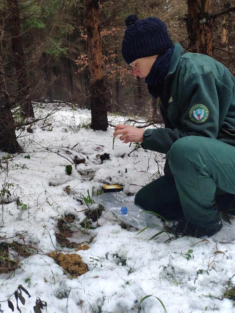 Genetikai mintavétel medve ürülékből_Szitta Emese fotója_1080.jpeg